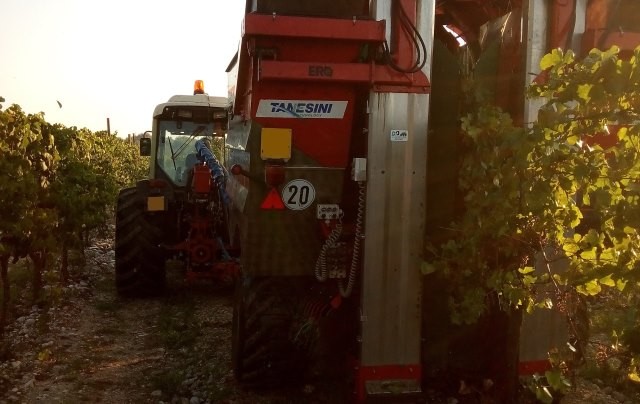 Cormons - Gorizia - Vendemmia a macchina